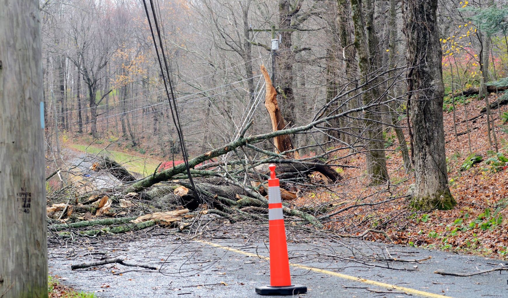 Downed Trees, Road Closed